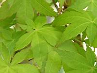 Acer palmatum cv Tsuri Nishiki (fam Aceracees) (Photo F. Mrugala) (5)